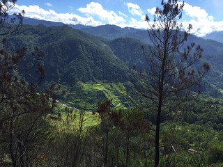 A photograph of Ifugao rice terraces from Davis's research travels